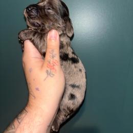 Kona - Dapple female Dachshund puppy in Crescent, Oklahoma from Doxie Dreams