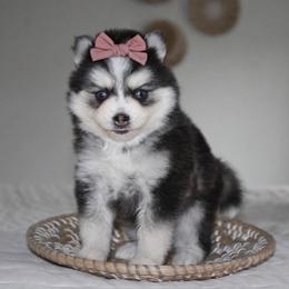 Daisy - Black and white female Pomsky puppy in Apple Creek, Ohio from Kathryn Troyer