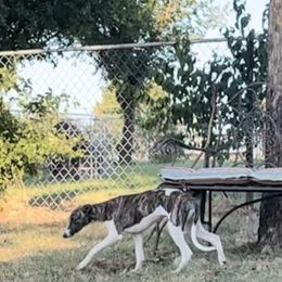 Whippet Puppies from Wendy Stover
