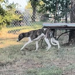 Whippet Puppies from Wendy Stover