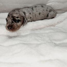 Honora - Dapple female Dachshund puppy in San Diego, California from Enchantables