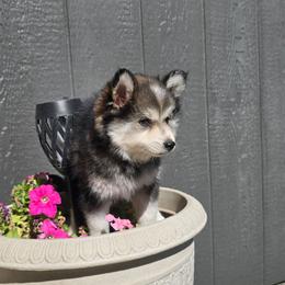 Daniel - Tri-color male Pomsky puppy in Elgin, Oregon from Kenna'z Kuddly Pomskiez