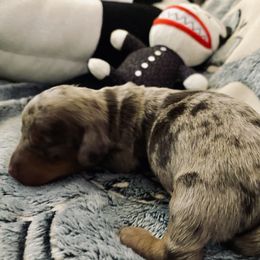 Lock - Dachshund puppy from DOXI.E.