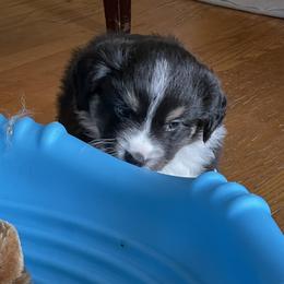 Miniature American Shepherd Puppies from Stones River Miniature American Shepherds
