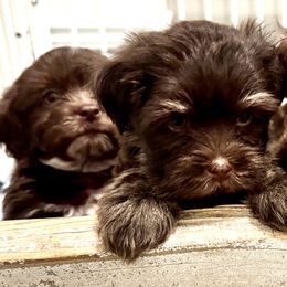 Havanese Puppies from Havanese on the Hill