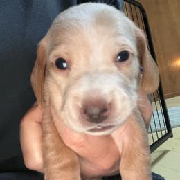 Fred - Red male Dachshund puppy in Snowflake, Arizona from Frosty Doxies