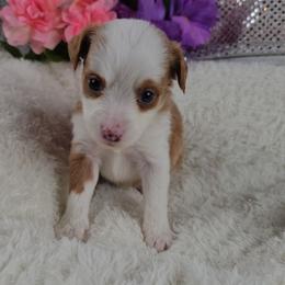 Soleil - Fawn female Companion Cross puppy in Decatur, Illinois from Petite Pups