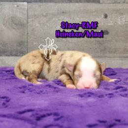 Stacy - Red merle female Miniature American Shepherd puppy in Elgin, Oregon from Cross L Miniature American Shepherds