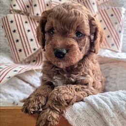 Bentley - Red male Cavapoo puppy in Gunnison, Utah from Curls and Camo Pups