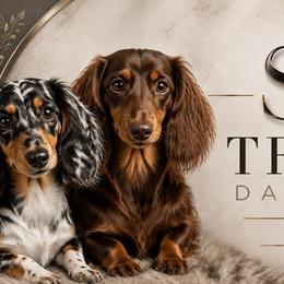 Dachshunds from Triple S Dachshunds