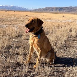 Marlee - Labrador Retriever