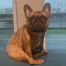 Bella - French Bulldog