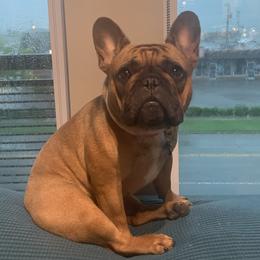 Bella - French Bulldog