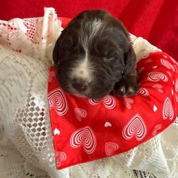 Clover - White and brown female Newfoundland puppy in Goodhue, Minnesota from Claypits Newfoundlands