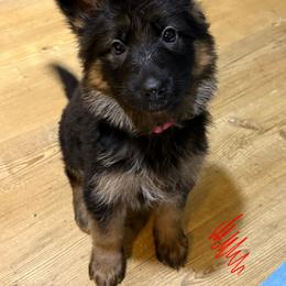 Pink collar - Black and red female German Shepherd puppy in Chelmsford, Massachusetts from Farrenhaus