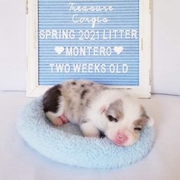 American Corgi and Pembroke Welsh Corgi Puppies from Whimsical Treasure Corgis