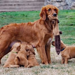 Gypsy - Golden Retriever