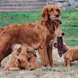 Gypsy - Golden Retriever