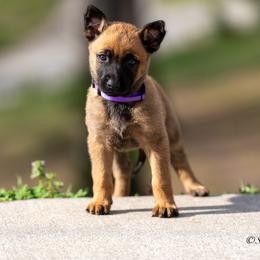 N-Purple Female - Yellow female Dutch Shepherd puppy in Alum Creek, West Virginia from Stay Wild K9