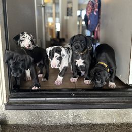 Great Dane Puppies from Babes & Danes