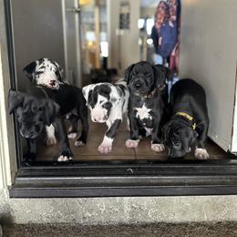 Great Dane Puppies from Babes & Danes