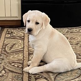 Labrador Retriever Puppies from Willow Ridge Labradors