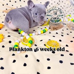 Plankton - Tricolors male French Bulldog puppy in Strunk, Kentucky from Waters Edge French Bulldogs LLC