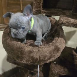 Ralph Wiggum - Blue male French Bulldog puppy in Avondale, Arizona from Montes House of  Frenchies