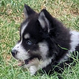Porscha - Black and white Pomsky puppy in Allen, Texas from Arctic Cream Fluff Pomsky