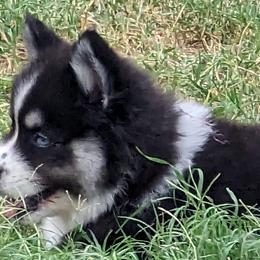 Porscha - Black and white Pomsky puppy in Allen, Texas from Arctic Cream Fluff Pomsky