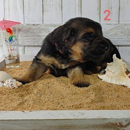 German Shepherd Puppies from Kindheitstraum Kennels