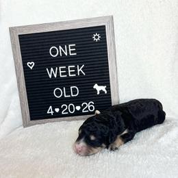 Dory - Tri-color female Bernedoodle puppy in Sparrows Point, Maryland from Rosie’s Puppies