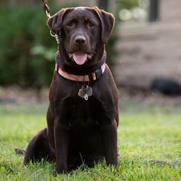 Penny - Chocolate Labrador Retriever puppy in Zionsville, Indiana from Limestone River Labradors