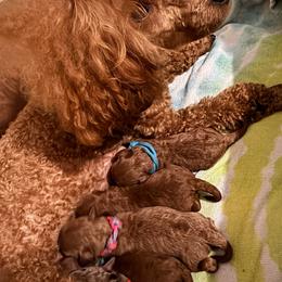 Willy - Red  male Poodle puppy in Labelle, Florida from RomLein Poodle