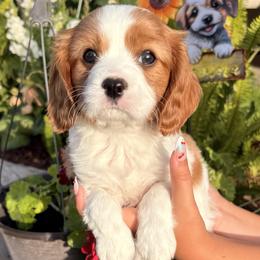 Ella - Blenheim female Cavalier King Charles Spaniel puppy in Atwater, California from Countryside Royalty Cavaliers