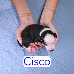 Cisco - Black tri-color male Assorted Doodle Crosses puppy in Calhoun, Georgia from Happy Top Doodles