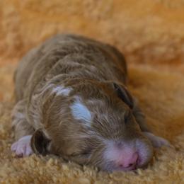 Male 1 of 1 - Apricot male Poodle puppy in Macedon, New York from Toodles Goldendoodles