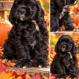 Cracker Jack - Black and white male Cocker Spaniel puppy in Hickory, North Carolina from Homegrown Spaniels