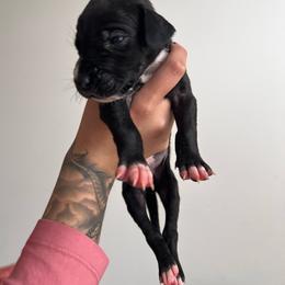 Blue collar - Mantle male Great Dane puppy in Salem, Oregon from Sahara’s Danes