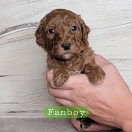 Fanboy (Green Collar) - Red  male Goldendoodle puppy in Scurry, Texas from 07 Seven Oaks Goldens and Doodles
