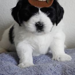 Coton de Tulear Puppies from Buttercup Cotons of Texas