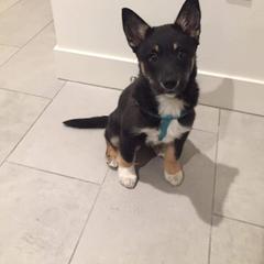 Lapponian Herder Puppies from Kuulas Kennels