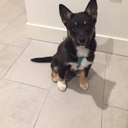Lapponian Herder Puppies from Kuulas Kennels