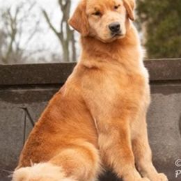 Golden Retrievers and Labrador Retrievers from Devanley Labradors