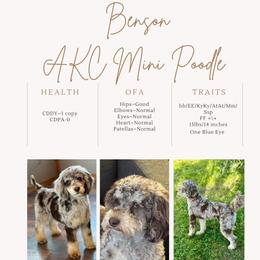 Bernedoodle All Grown Up from Oswegatchie Doodles
