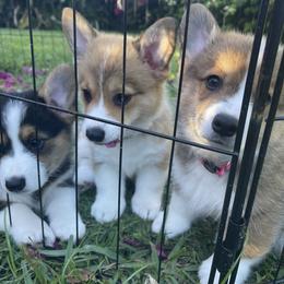 Pembroke Welsh Corgi Puppies from Holly's Pembroke Welsh Corgis
