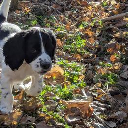 Working or hunting homes only - Black and white male English Cocker Spaniel puppy in Phillips, Nebraska from Fenloch Gundogs