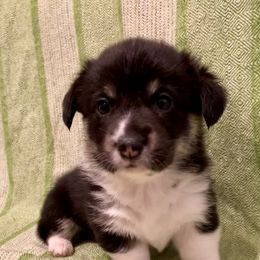 Pembroke Welsh Corgi Puppies from A&A’s Adorable Corgis