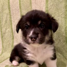 Pembroke Welsh Corgi Puppies from A&A’s Adorable Corgis