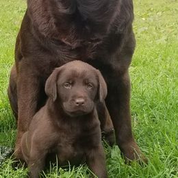 Labrador Retriever and Redbone Coonhound Puppies from Rimfire Kennels